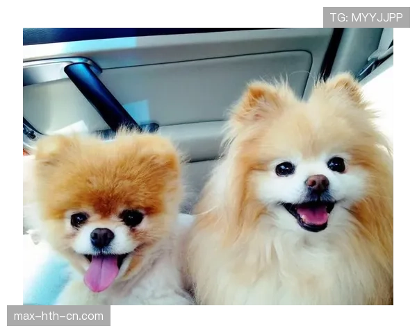 杰拉德·皮克的狗项圈居然比我车还贵